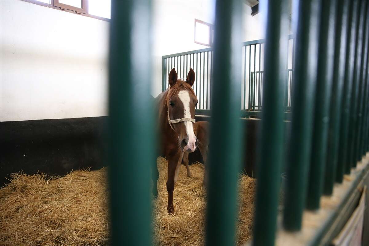 TİGEM’de 120 Safkan Arap Tayı satışa çıkacak 12